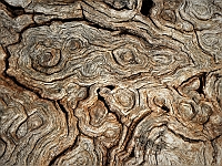 Pic-49 - Interesting tree at Yarck